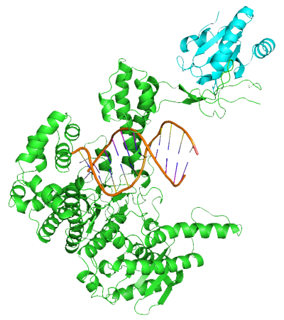DNA polymerase
